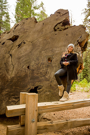 sequoia-015