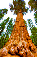 sequoia-010