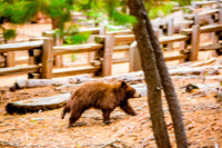 sequoia-012