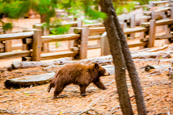 sequoia-012