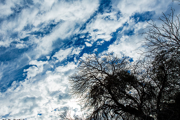 sequoia-022