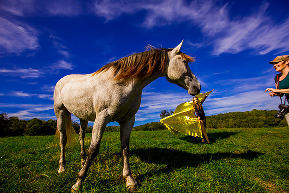havana horse010