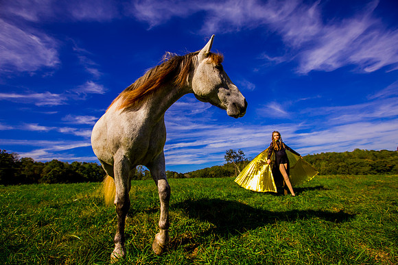 havana horse002