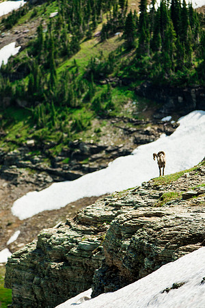 montana glacier national park-034