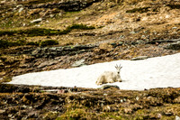 montana glacier national park-007