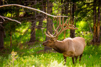 montana glacier national park-005