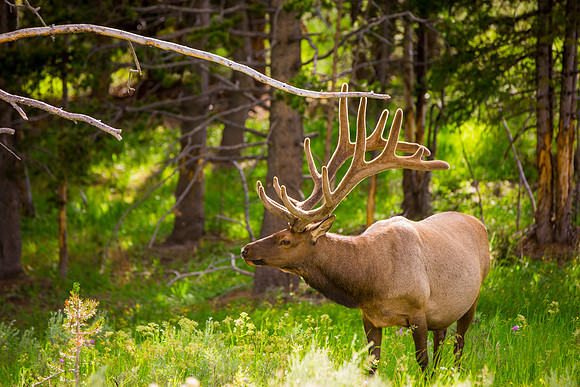montana glacier national park-005