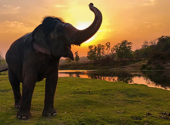 robin nepal elephant sunset-1