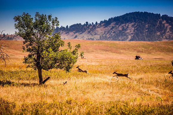 buffalo round up-025