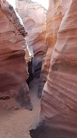 antelope-022