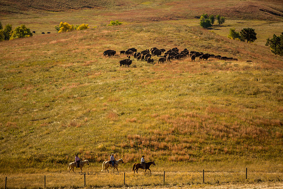 buffalo round up-009
