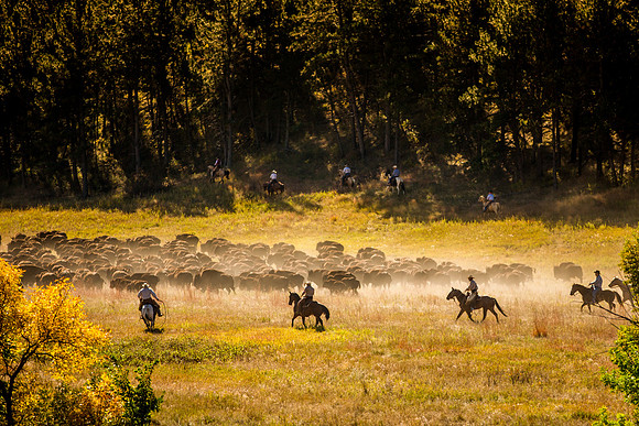 buffalo round up-013
