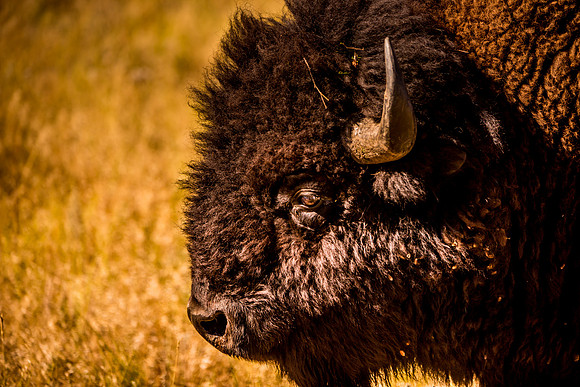 buffalo round up-021