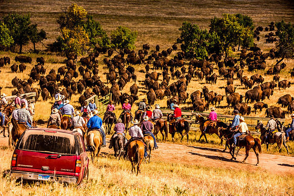 buffalo round up-024