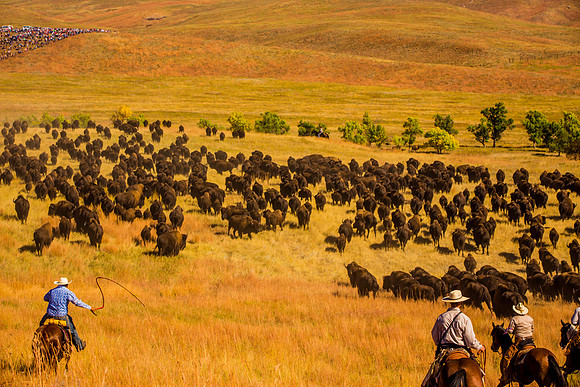 buffalo round up-004