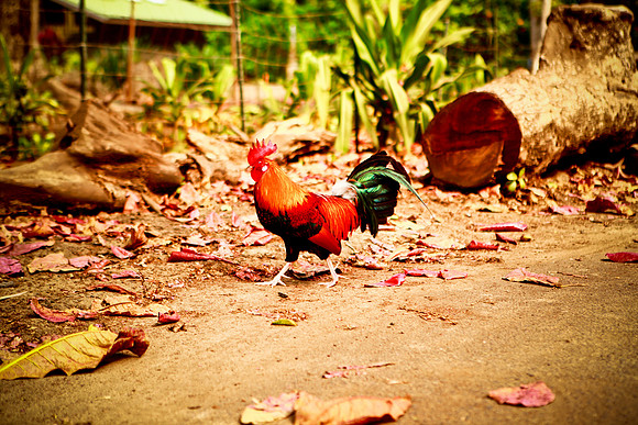 kauai006