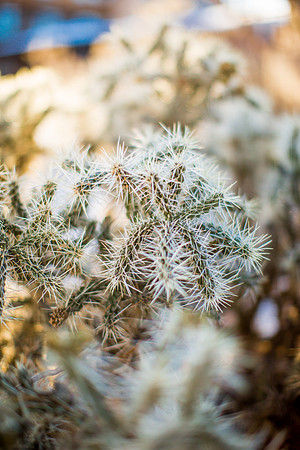 grand canyon styled shoot-030