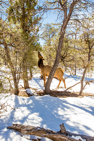 grand canyon styled shoot-019