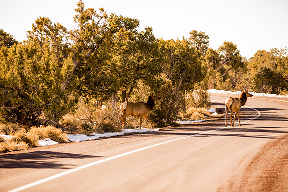 grand canyon styled shoot-031