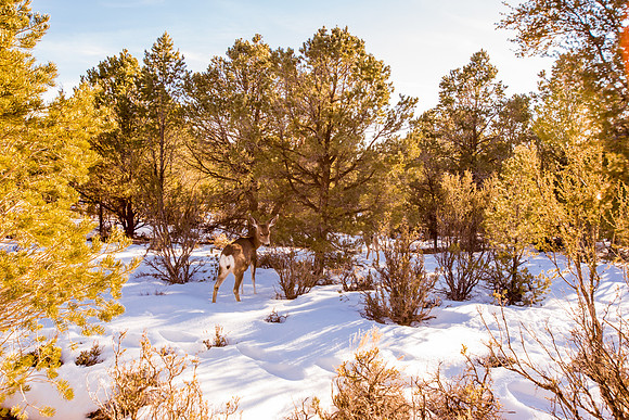grand canyon styled shoot-026