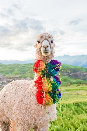 KelliBeePhotography-Peru-Andes-Cusco-0041