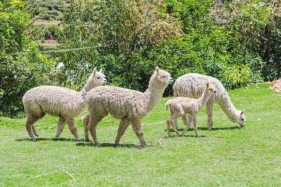 KelliBeePhotography-Peru-El-Albergue-0031
