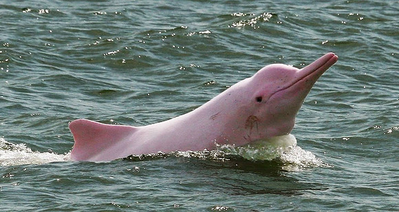 pink dolphin