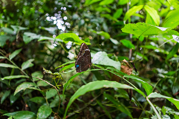 KelliBeePhotography-Peru-Amazon-Day5-0309