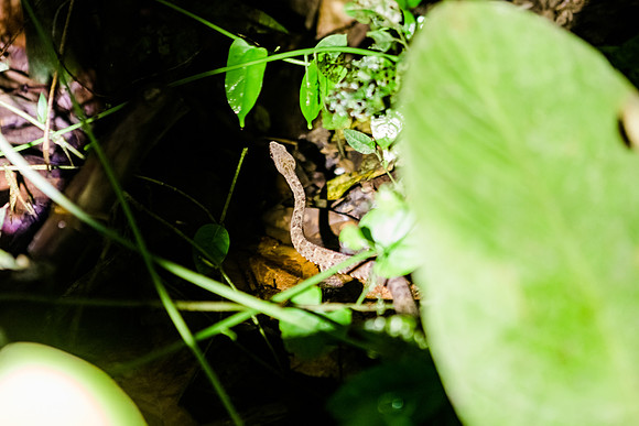 KelliBeePhotography-Peru-Amazon-Day5-0367