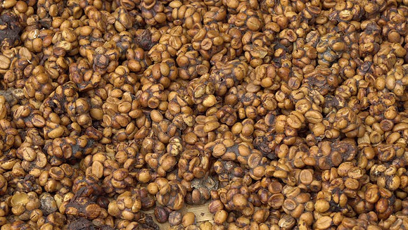 skat coffee
