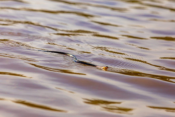 029