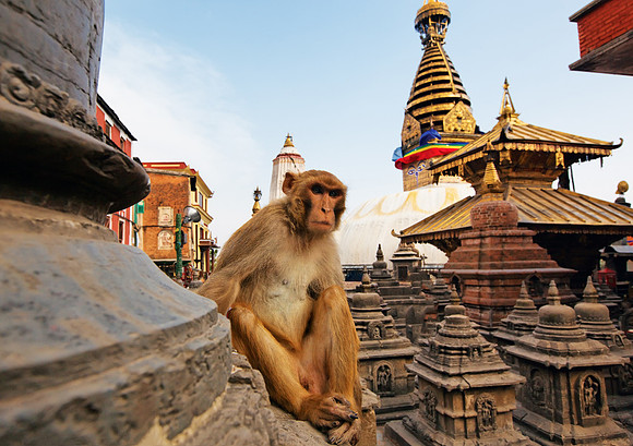 Swayambhunath-a-Monkey-Temple